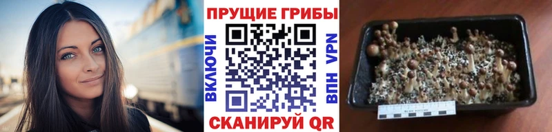 Псилоцибиновые грибы Cubensis  kraken зеркало  Безенчук 